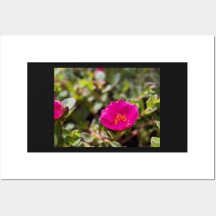 Pink Moss Rose 2 Posters and Art